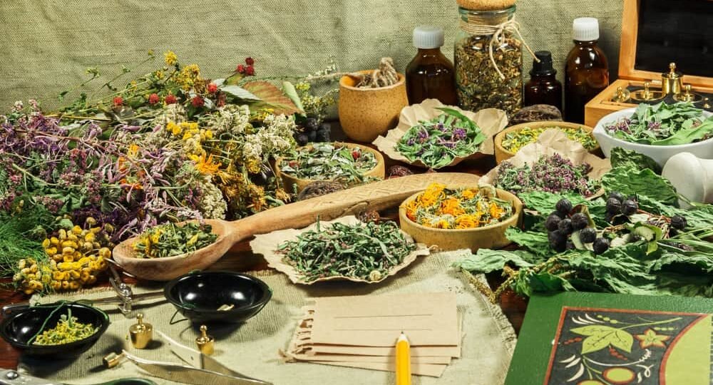 Các loài hoa được dùng trong y học (P1)